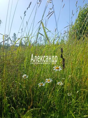 Продам участок 7 соток, СНТ, поселок Сиверский массив, Сиверский тер. СНТ, Старосиверская массив, 90 км от города