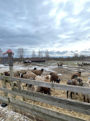 Продам землю для коммерческого использования 1 260 соток, Фермерское хоз., Крупенино д