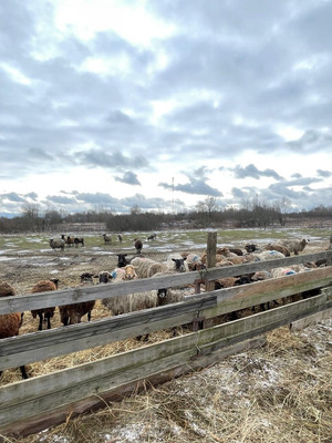 Продам землю для коммерческого использования 1 260 соток, Фермерское хоз., Крупенино д