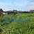 Продам участок 11,62 соток, ИЖС, Клубный пер, Бугачево д, 0 км от города