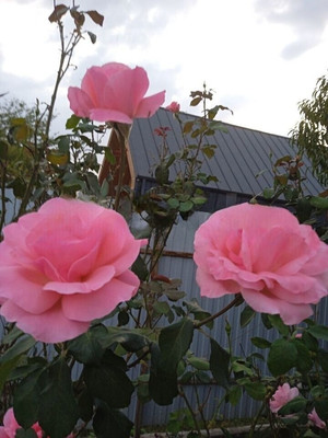 Продам дом, Радужная (Радуга снт) ул, 830, Ленина х, 0 км от города