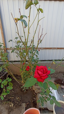 Продам дом, Радужная (Радуга снт) ул, 830, Ленина х, 0 км от города