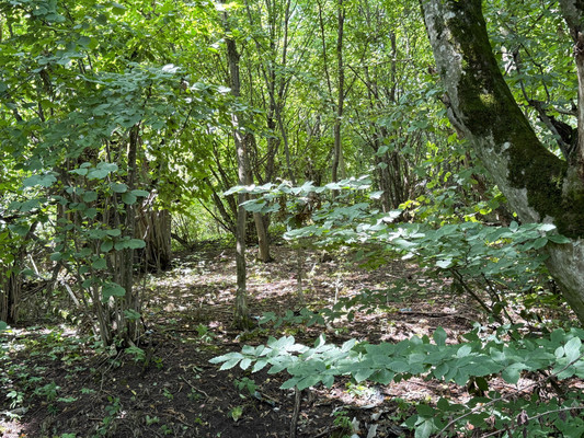 Продам участок 7,3 соток, Фермерское хоз., Биттирова ул, 157, Белая Речка с, 0 км от города