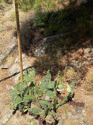 Продам участок 8 соток, ИЖС, Курортный пер, Партенит пгт, 0 км от города