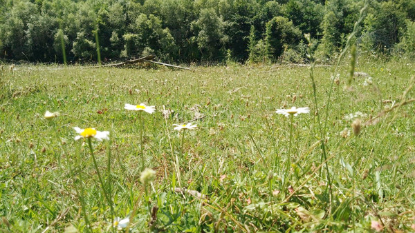 Продам участок 40 соток, ИЖС, Железнодорожная ул, Тубы с, 0 км от города