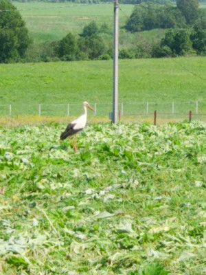 Продам участок 9,52 соток, Фермерское хоз., Мира ул, 20, Можайск г, 0 км от города
