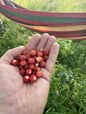 Продам участок 9 соток, Садоводство, Дружноселье п, 0 км от города