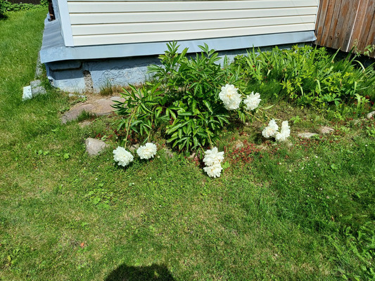 Продам дачу, Цвелодубово п, 0 км от города