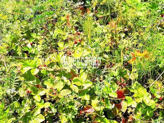 Продам дачу, Мик снт, 60 км от города