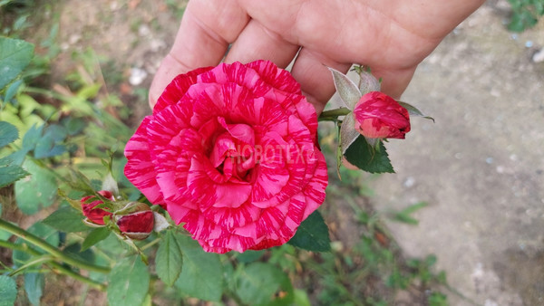 Продам дом, Чернышевского ул, 12, Хадыженск г, 0 км от города