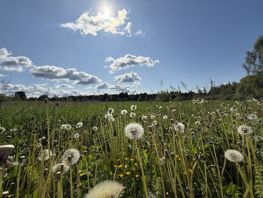 Продам участок 13 соток, ИЖС, Полевая ул, Маурино д, 0 км от города