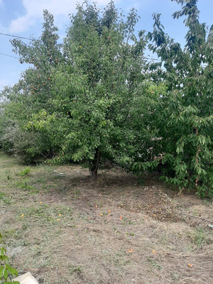 Продам дом, Волгодонской Садовод тер. СНТ, 1а, Волгодонск г, 0 км от города