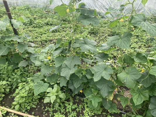 Продам , Октябрьская ул, Клишева д, 0 км от города