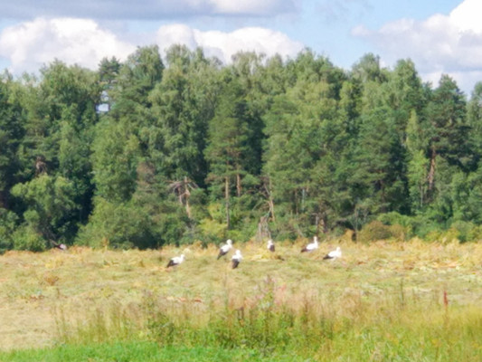 Продам участок 9,52 соток, Фермерское хоз., Мира ул, 20, Можайск г, 0 км от города