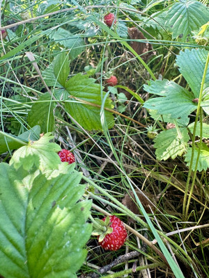 Продам участок 12 соток, Садоводство, Дружноселье п, 0 км от города