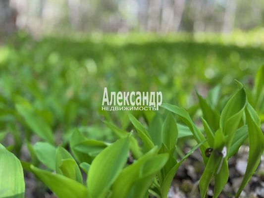 Продам участок 10,37 соток, Садоводство, Куркиекское ш, Хийтола п, 180 км от города