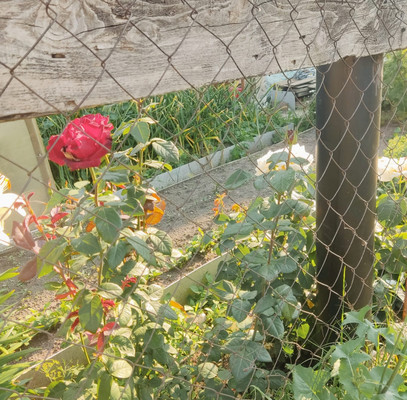 Продам двухкомнатную (2-комн.) квартиру, Рихарда Зорге (Кадышево) ул, 7, Казань г