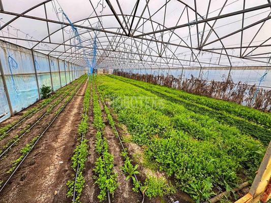 Продам участок 50 соток, ИЖС, 40 лет Октября ул, 40, Красное Поле п, 0 км от города