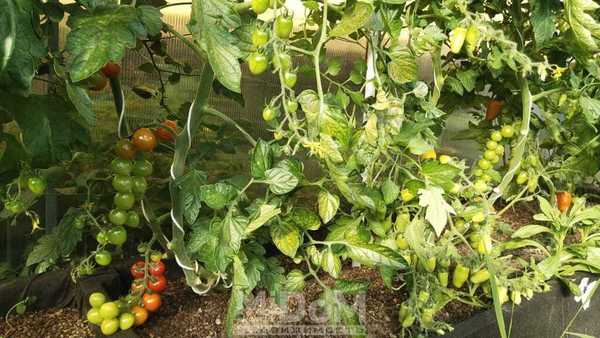 Продам дачу, Торговая зона тер, Романовка п, 30 км от города