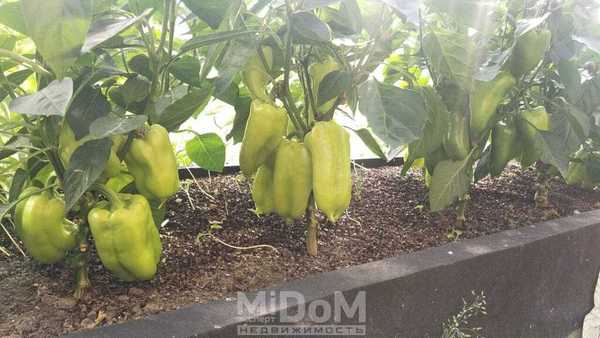 Продам дачу, Торговая зона тер, Романовка п, 30 км от города