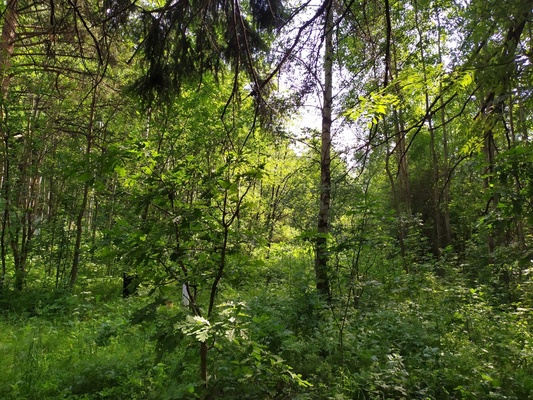 Продам участок 18 соток, Садоводство, Долгиниха д, 0 км от города