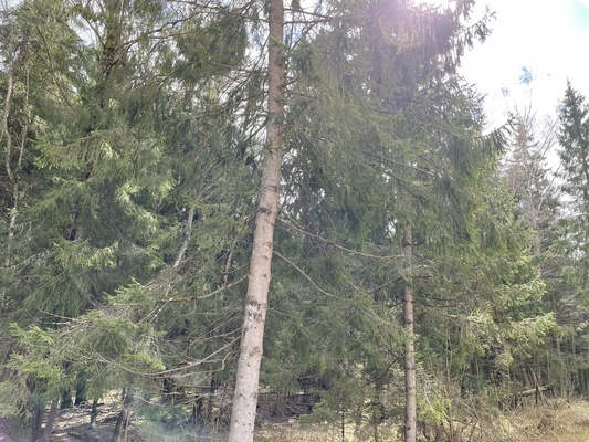 Продам участок 18 соток, Садоводство, Долгиниха д, 0 км от города