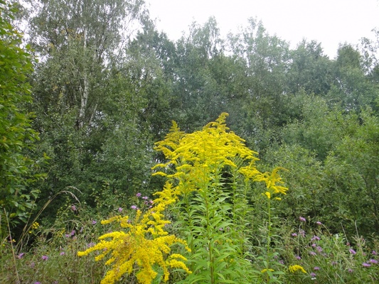 Продам участок 18 соток, Садоводство, Долгиниха д, 0 км от города