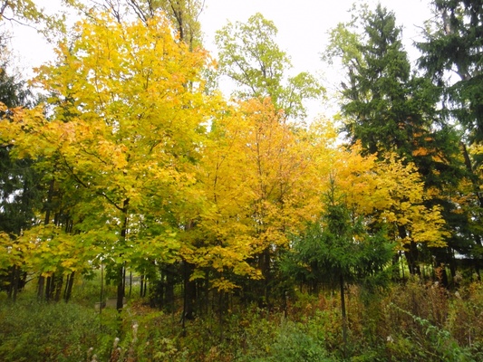 Продам участок 18 соток, Садоводство, Долгиниха д, 0 км от города