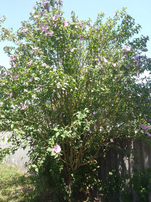 Продам участок 15 соток, ИЖС, Советская ул, Великовечное с, 0 км от города