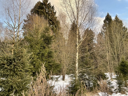 Продам участок 19 соток, ИЖС, Долгиниха д, 0 км от города