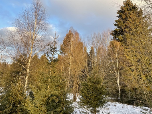 Продам участок 19 соток, ИЖС, Долгиниха д, 0 км от города