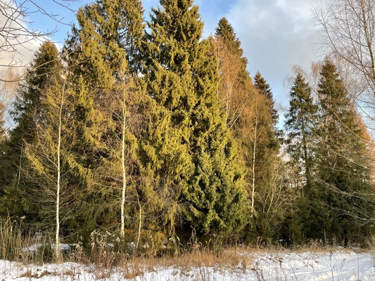 Продам участок 19 соток, ИЖС, Долгиниха д, 0 км от города