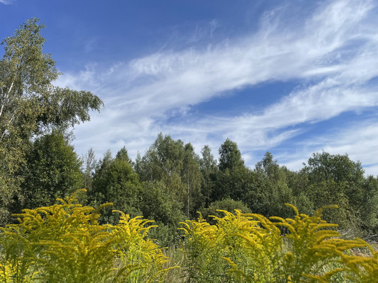Продам участок 19 соток, ИЖС, Долгиниха д, 0 км от города