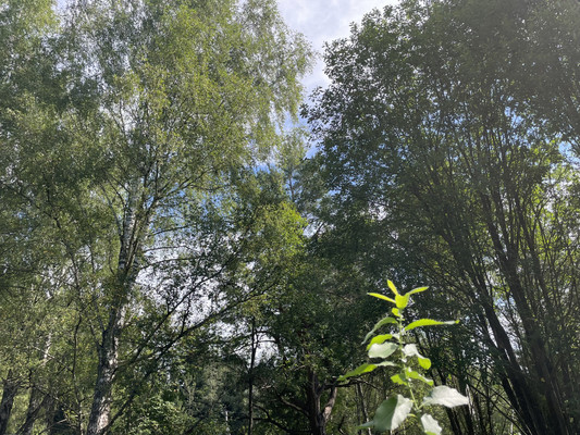 Продам участок 19 соток, ИЖС, Долгиниха д, 0 км от города