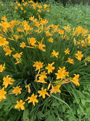 Продам коммерческое помещение 497,7 м2, Центральная ул, 44, Покровское д