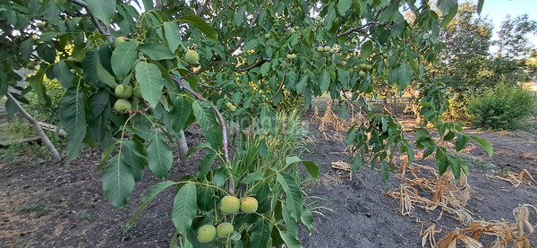 Продам дом, имени Резникова В.Ф. ул, 165, Каневская ст-ца, 0 км от города