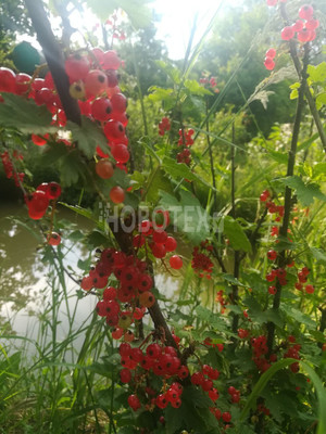 Продам дачу, сдт Бриз снт, 5, Горячий Ключ г, 0 км от города