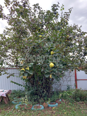 Продам дачу, сдт Бриз снт, 5, Горячий Ключ г, 0 км от города