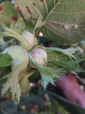 Продам дачу, сдт Бриз снт, 5, Горячий Ключ г, 0 км от города