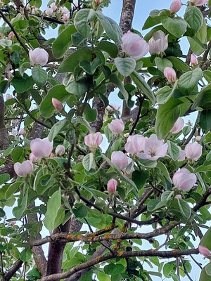 Продам дачу, сдт Бриз снт, 5, Горячий Ключ г, 0 км от города