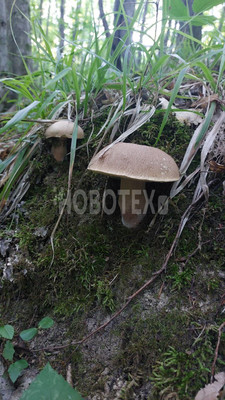 Продам дачу, сдт Бриз снт, 5, Горячий Ключ г, 0 км от города