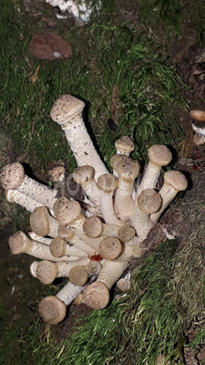 Продам дачу, сдт Бриз снт, 5, Горячий Ключ г, 0 км от города