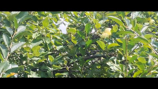 Продам участок 4,2 соток, Фермерское хоз., БИС ул, Нижний Тагил г, 0 км от города