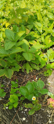 Продам участок 4,2 соток, Фермерское хоз., БИС ул, Нижний Тагил г, 0 км от города