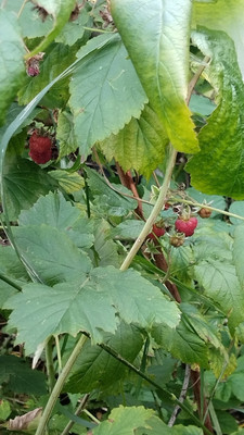 Продам участок 4,2 соток, Фермерское хоз., БИС ул, Нижний Тагил г, 0 км от города