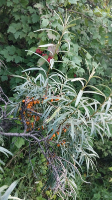 Продам участок 4,2 соток, Фермерское хоз., БИС ул, Нижний Тагил г, 0 км от города