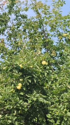 Продам участок 4,2 соток, Фермерское хоз., БИС ул, Нижний Тагил г, 0 км от города