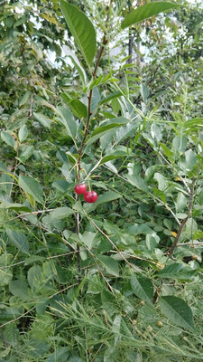 Продам участок 4,2 соток, Фермерское хоз., БИС ул, Нижний Тагил г, 0 км от города