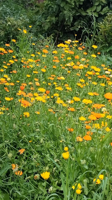 Продам участок 4,2 соток, Фермерское хоз., БИС ул, Нижний Тагил г, 0 км от города