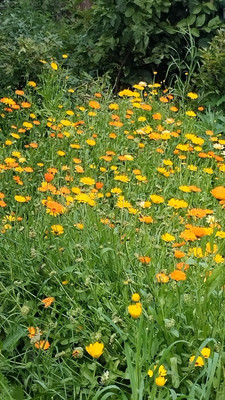 Продам участок 4,2 соток, Фермерское хоз., БИС ул, Нижний Тагил г, 0 км от города